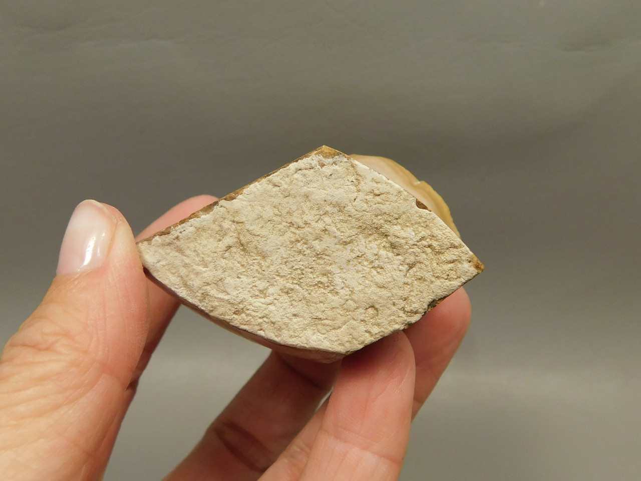 Wonderstone Rhyolite Polished Rock Utah #O10