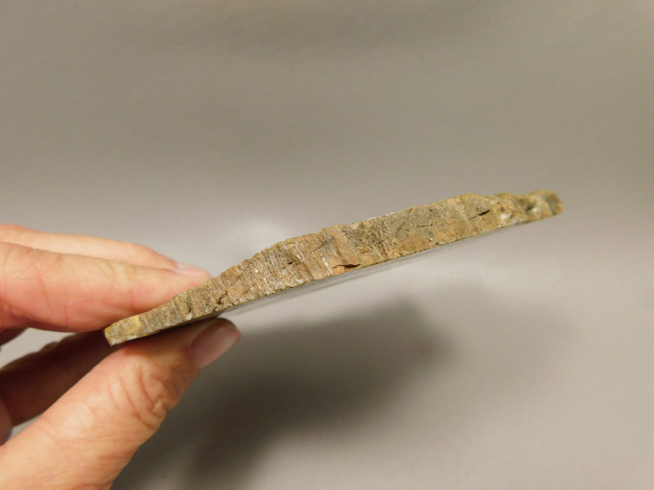 Petrified Wood Polished Stone Slab Cockscomb Utah #O188-6