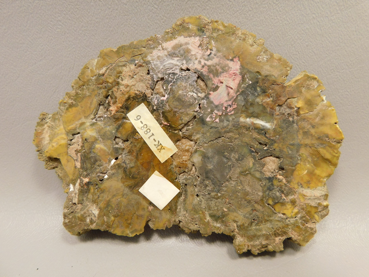 Petrified Wood Polished Stone Slab Cockscomb Utah #O188-6