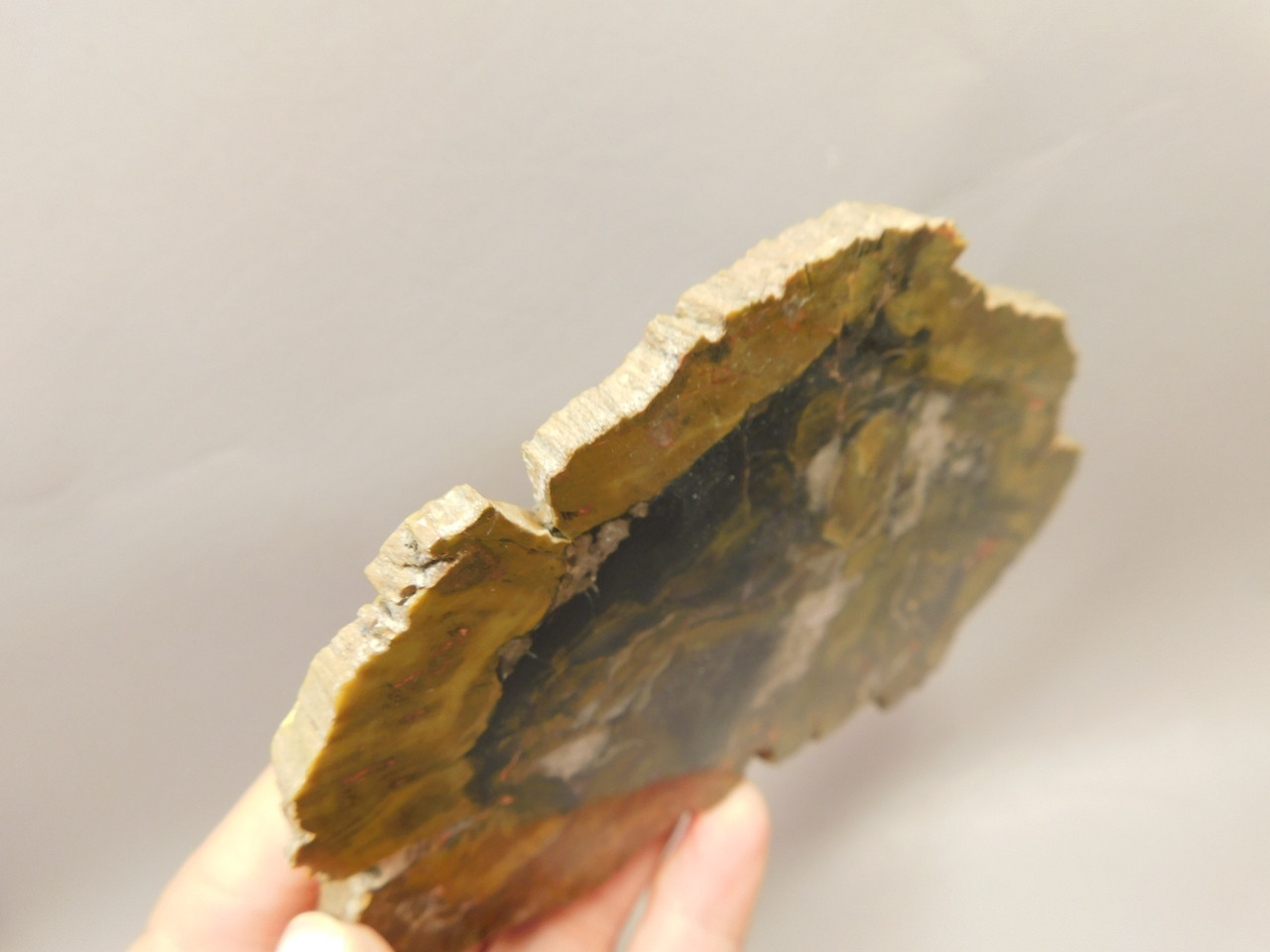 Petrified Wood Polished Stone Slab Cockscomb Utah #O188-6