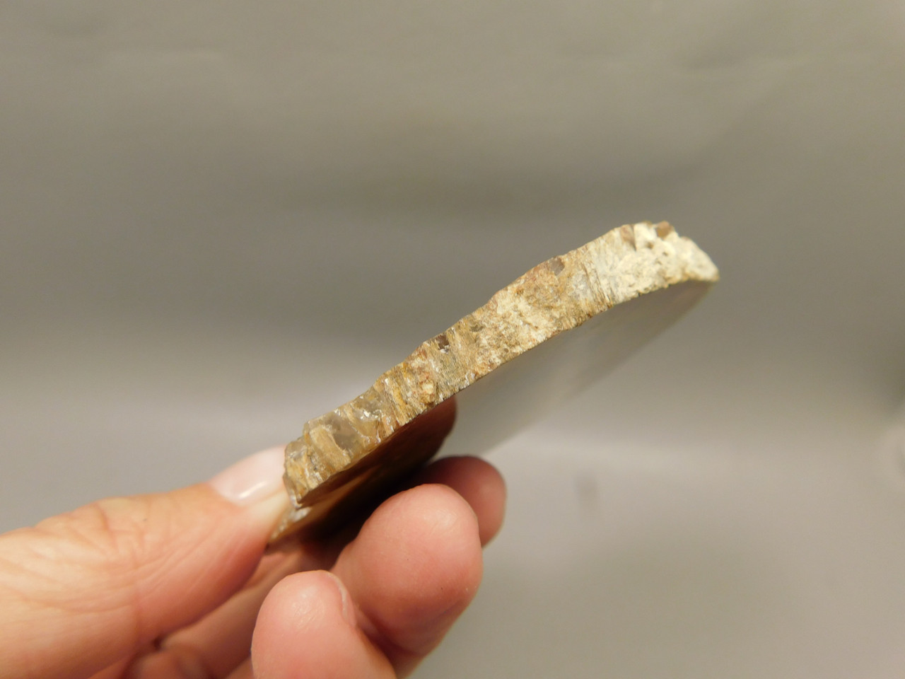 Petrified Wood Polished Round Rock Grassy Mountain Oregon #O105