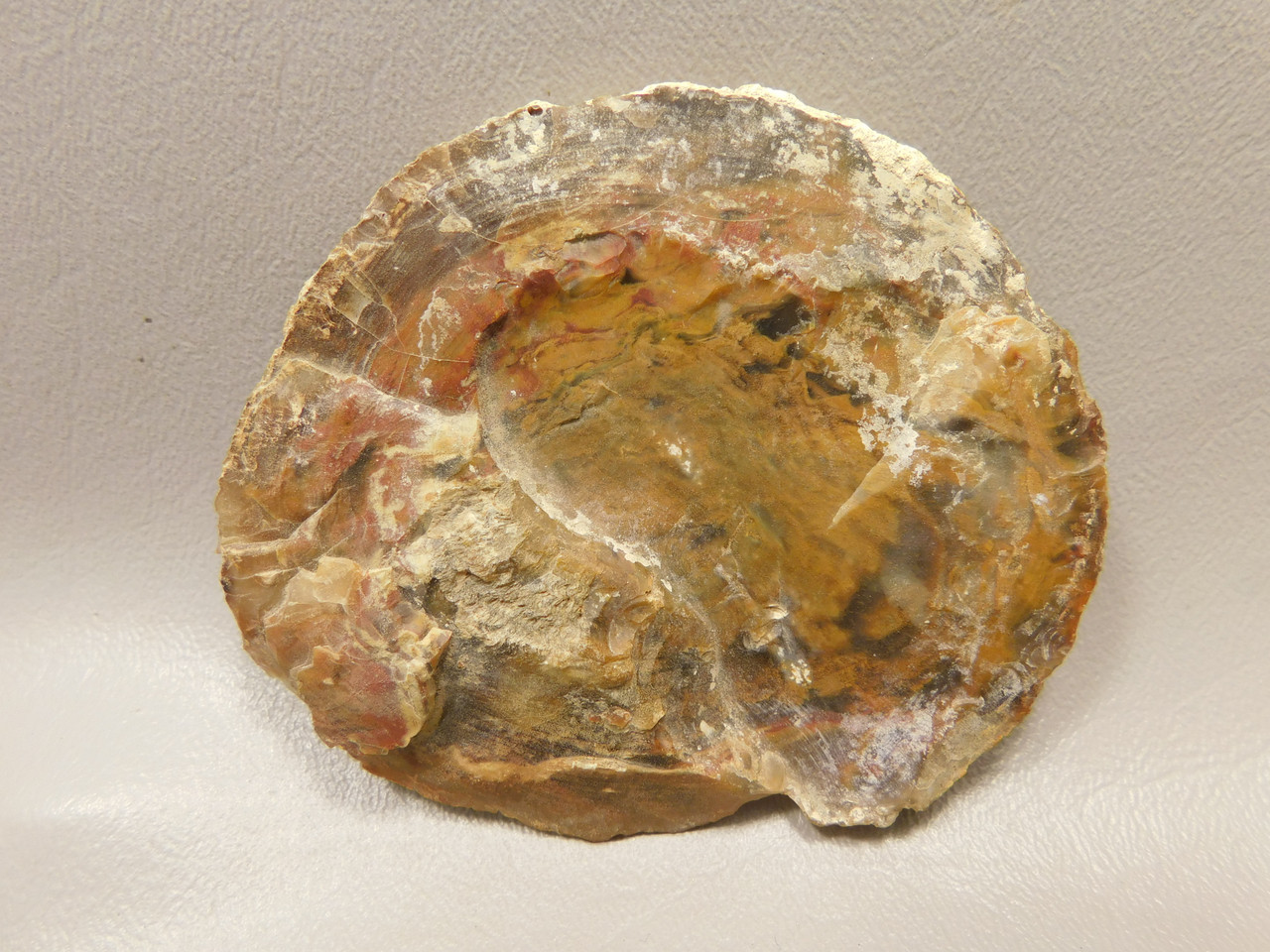 Petrified Wood Polished Round Rock Grassy Mountain Oregon #O105