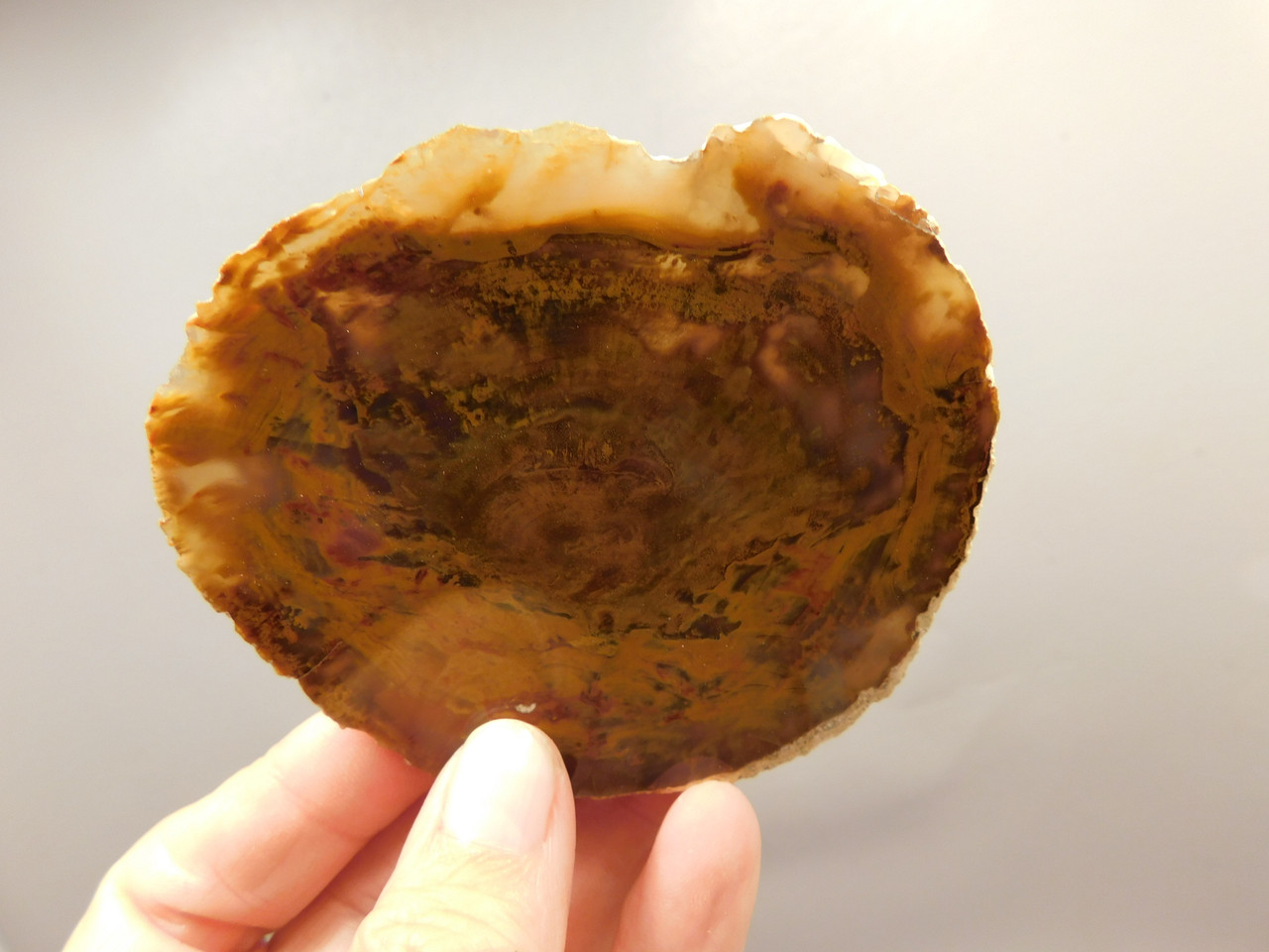 Petrified Wood Polished Round Rock Grassy Mountain Oregon #O105