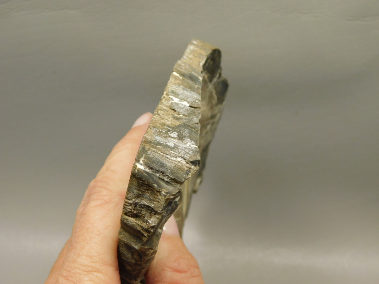 Petrified Wood Woodworthia Polished Round Arizona #O2123