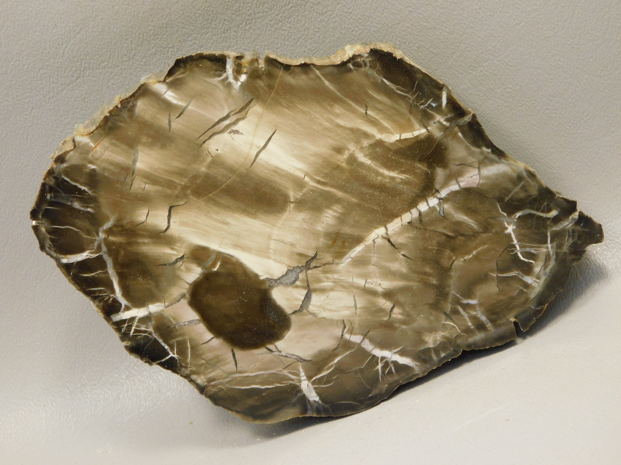 Petrified Wood Woodworthia Polished Round Arizona #O2123