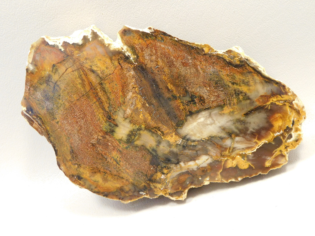 Petrified Wood Polished Rock Round Saddle Mountain Washington #O135-74