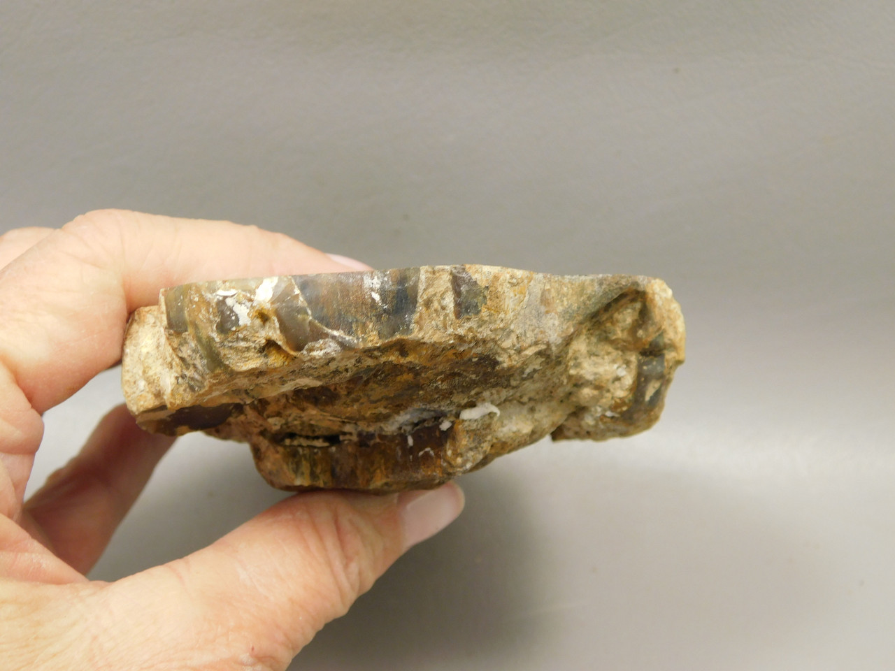 Petrified Wood Polished Rock Round Saddle Mountain Washington #O135-74