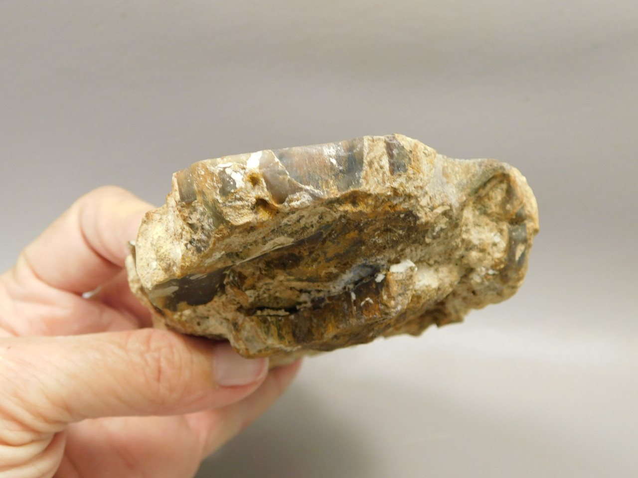 Petrified Wood Polished Rock Round Saddle Mountain Washington #O135-74