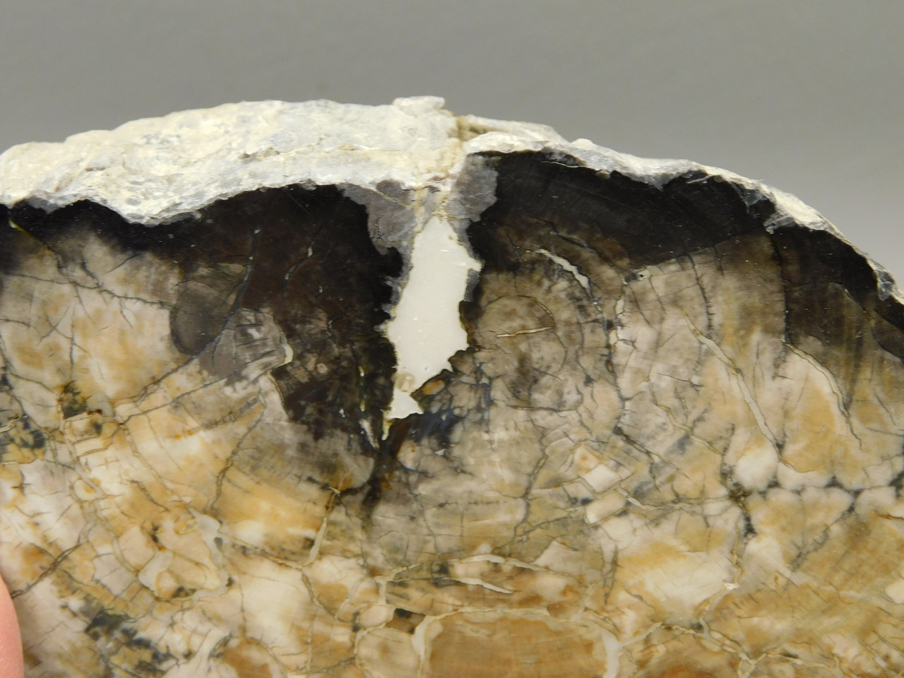 Petrified Wood Polished Rock 6.5 inch Nevada #ON2