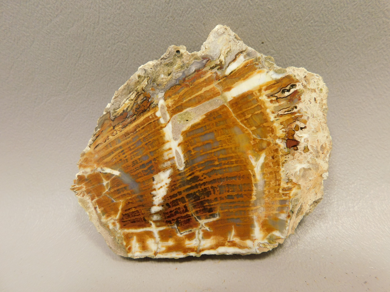 Petrified Wood Round RARE Polished Slab Boron California #OCa1