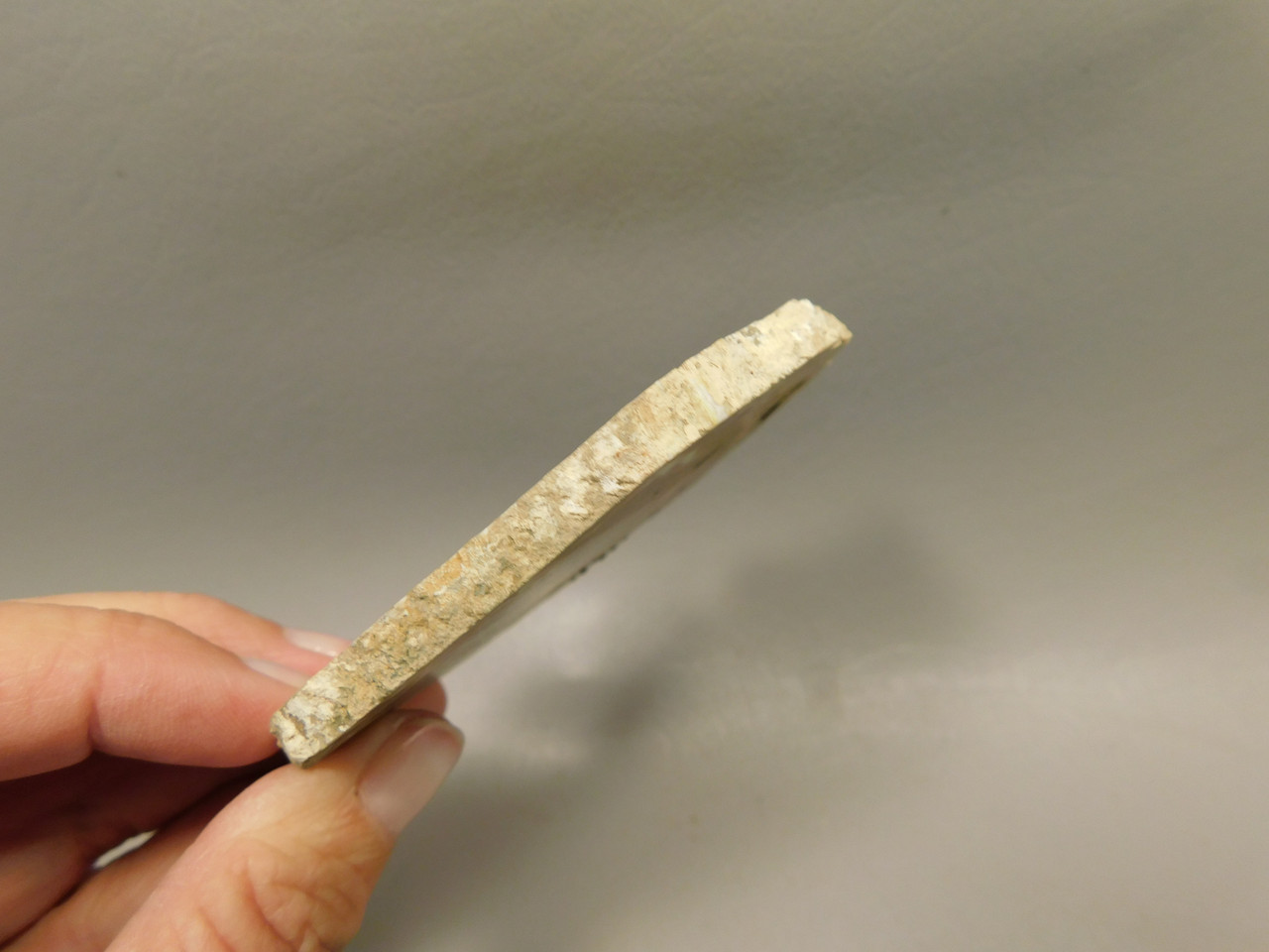 Petrified Wood Round RARE Polished Slab Boron California #OCa1