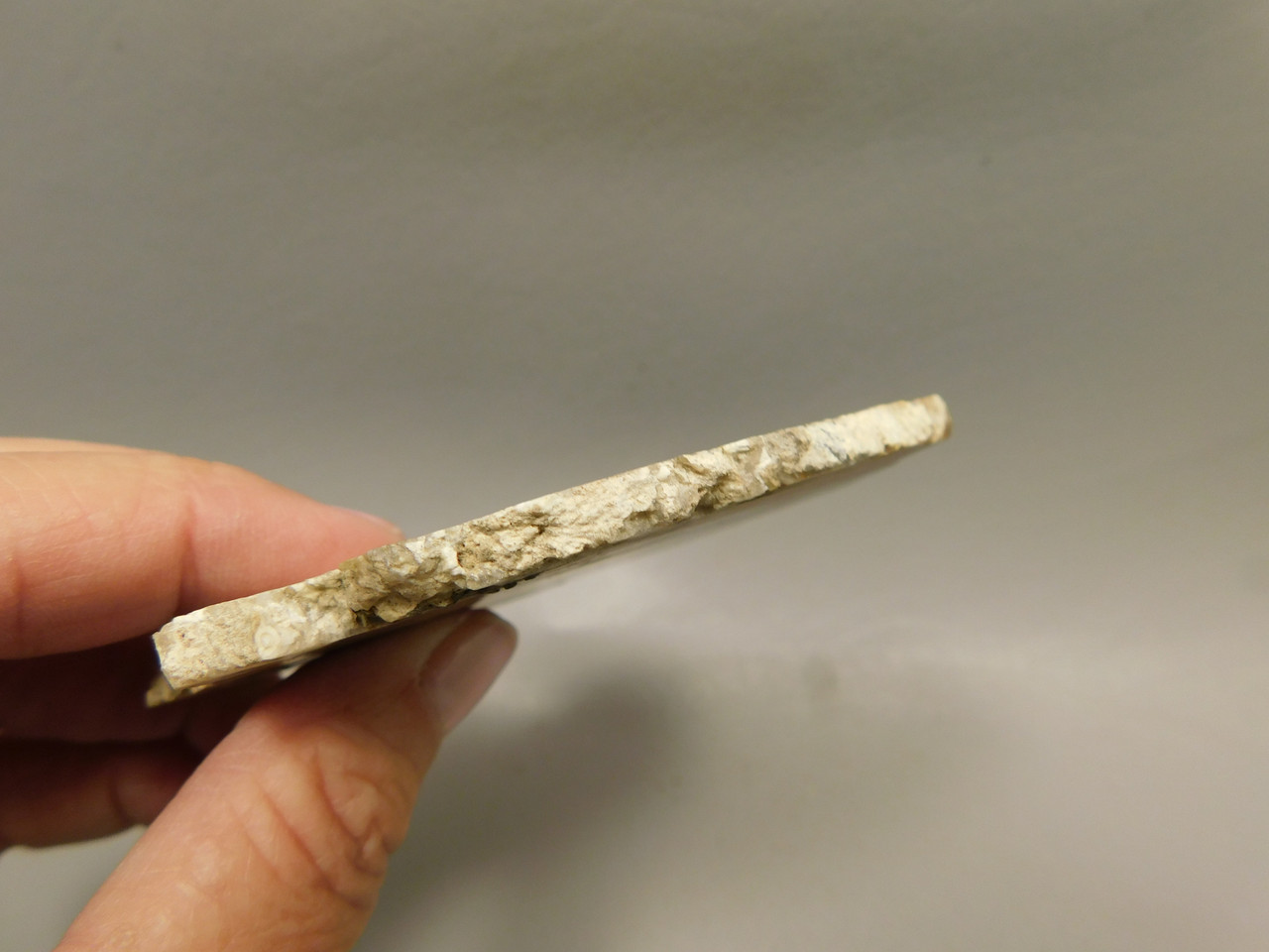 Petrified Wood Round RARE Polished Slab Boron California #OCa1