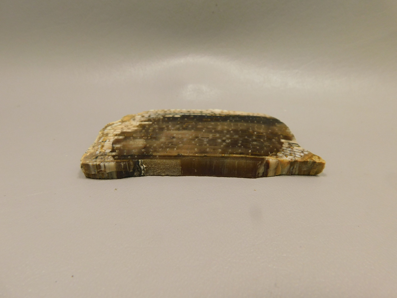 Petrified Wood Polished Ribbon Wood Slab Yakima Washington #O1