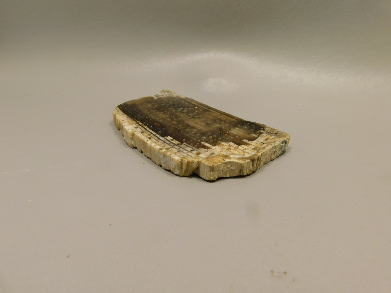 Petrified Wood Polished Ribbon Wood Slab Yakima Washington #O1