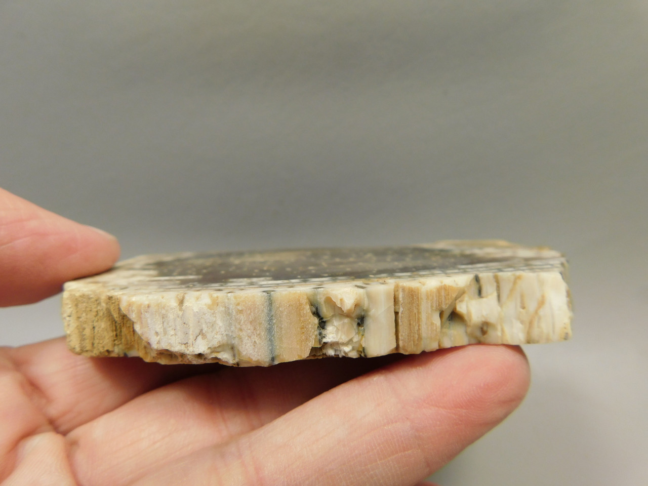 Petrified Wood Unpolished Ribbon Wood Slab Yakima Washington #O10