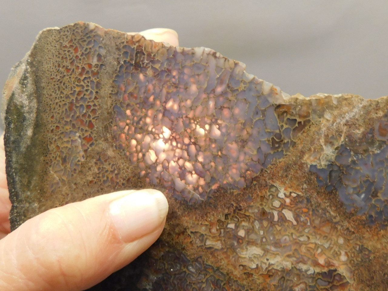 Dinosaur Bone Fossilized Polished Rock Stone Slab #O6