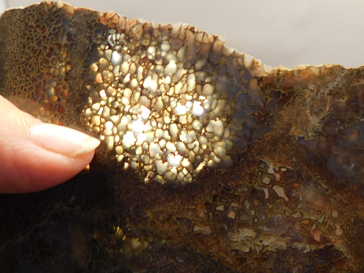 Dinosaur Bone Fossilized Polished Rock Stone Slab #O6