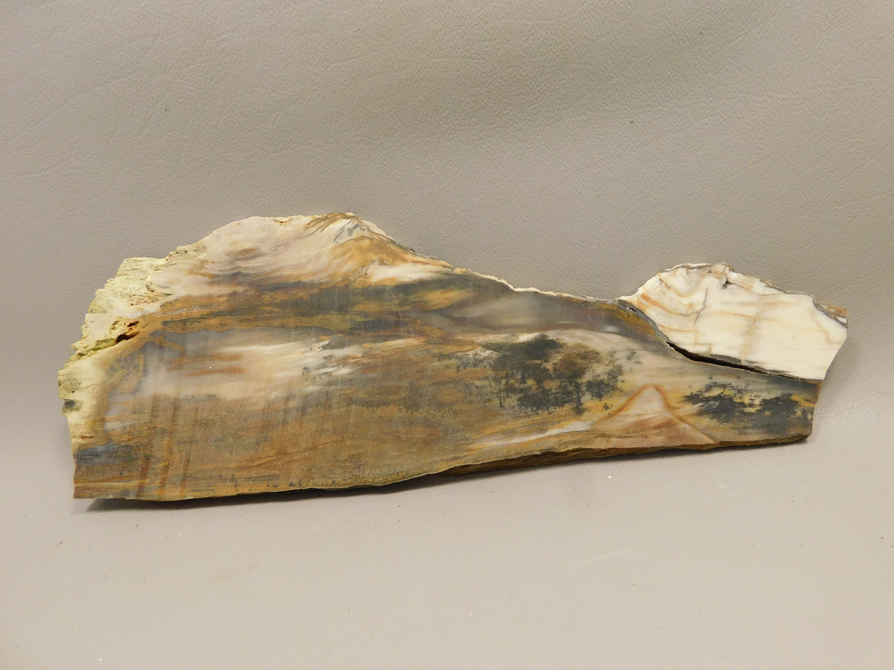 Petrified Wood Unpolished Slab Saddle Mountain Washington #O12