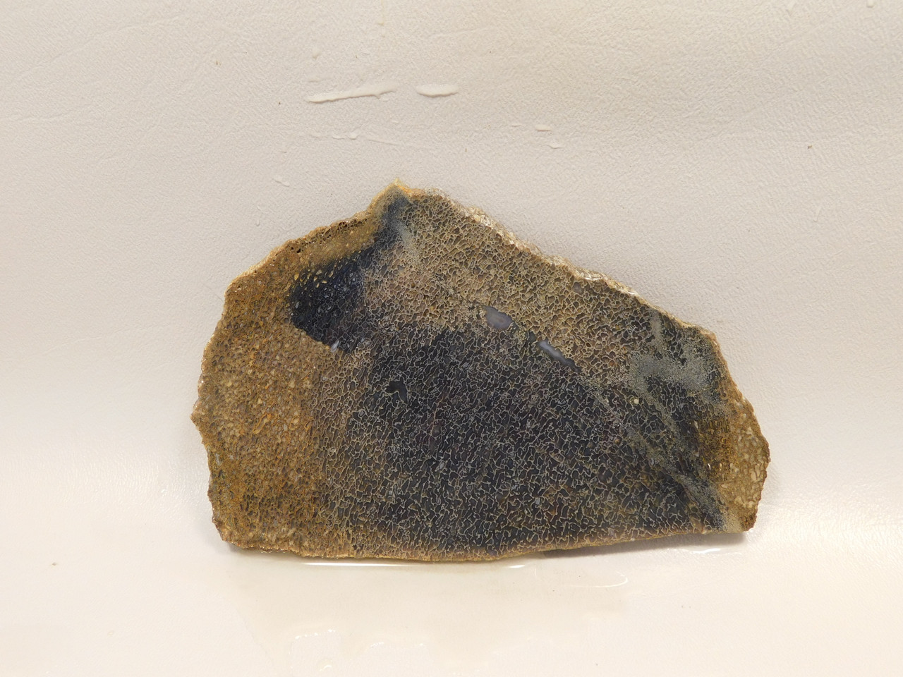 Dinosaur Bone Fossilized Unpolished Lapidary Stone Slab #O1