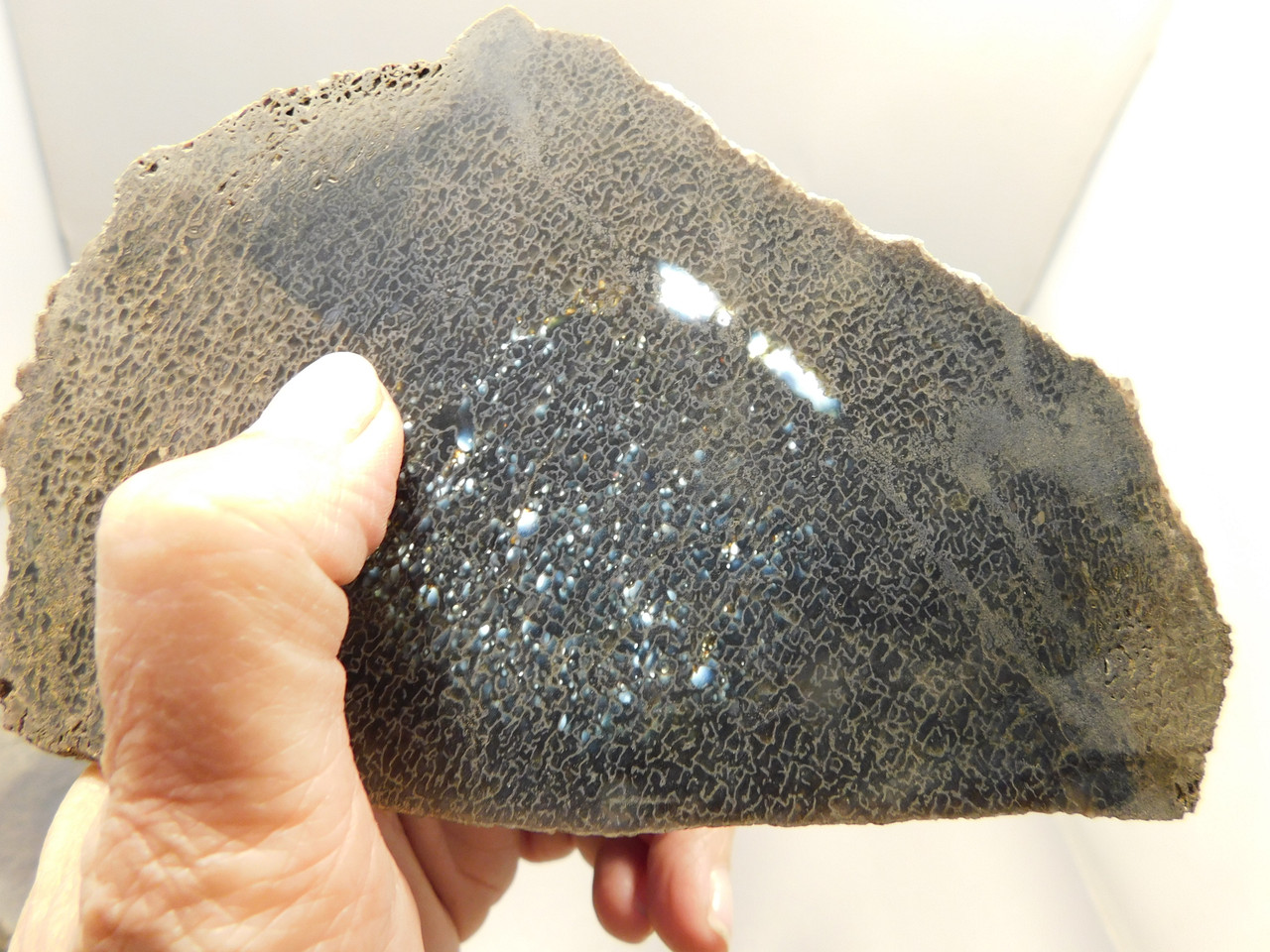 Dinosaur Bone Fossilized Unpolished Lapidary Stone Slab #O1