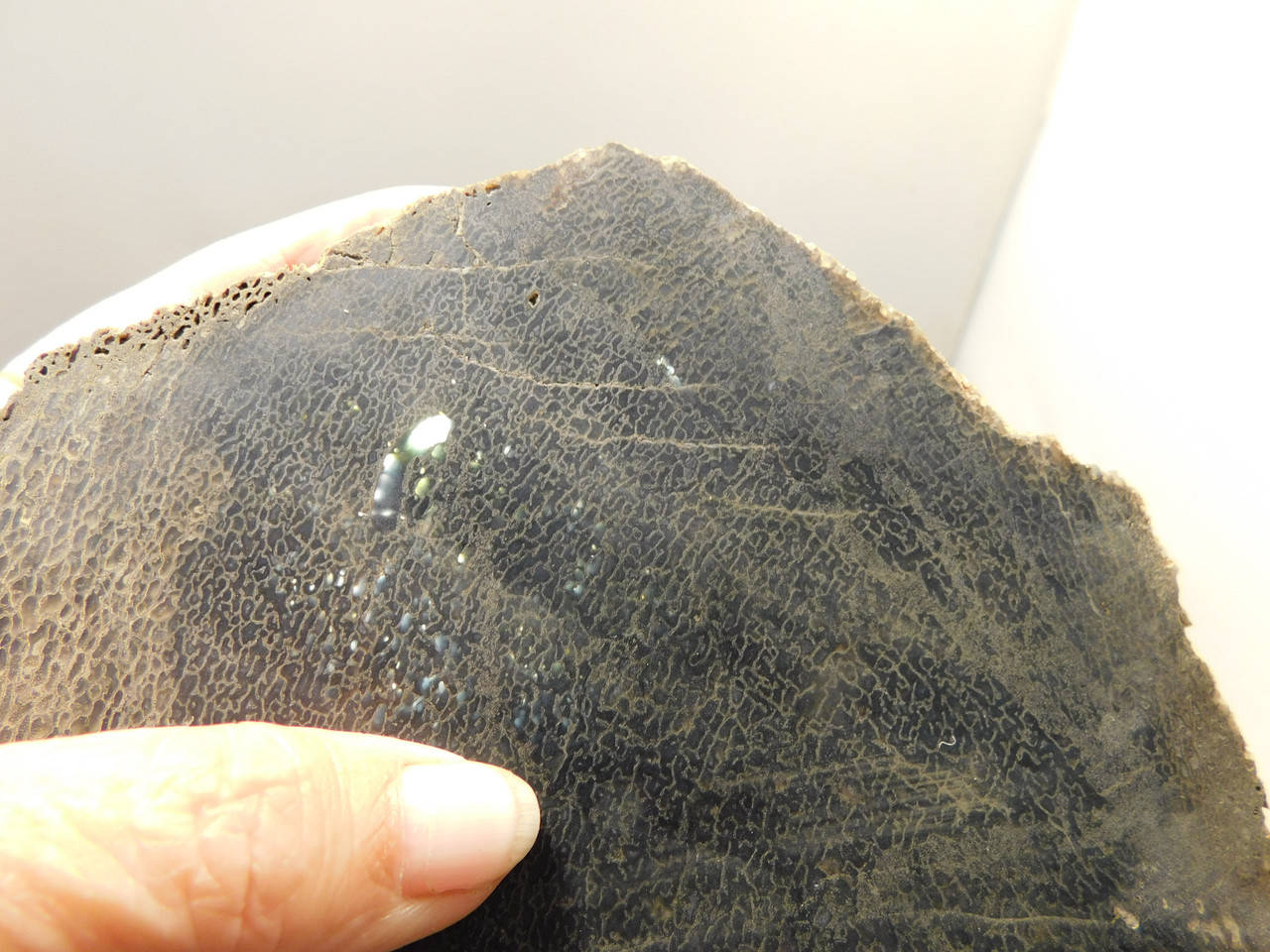 Dinosaur Bone Fossilized Unpolished Lapidary Stone Slab #O2