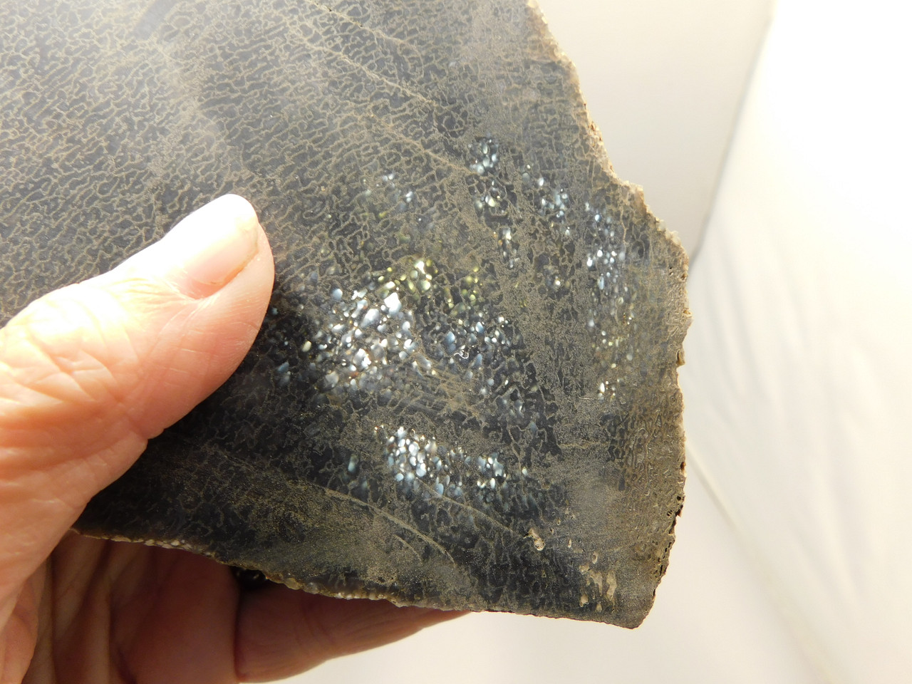 Dinosaur Bone Fossilized Unpolished Lapidary Stone Slab #O2