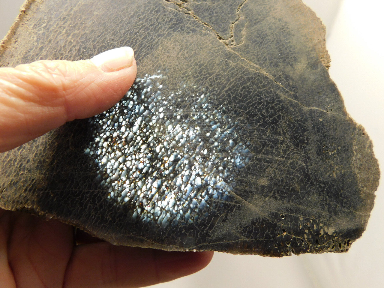 Dinosaur Bone Fossilized Unpolished Lapidary Stone Slab #O3