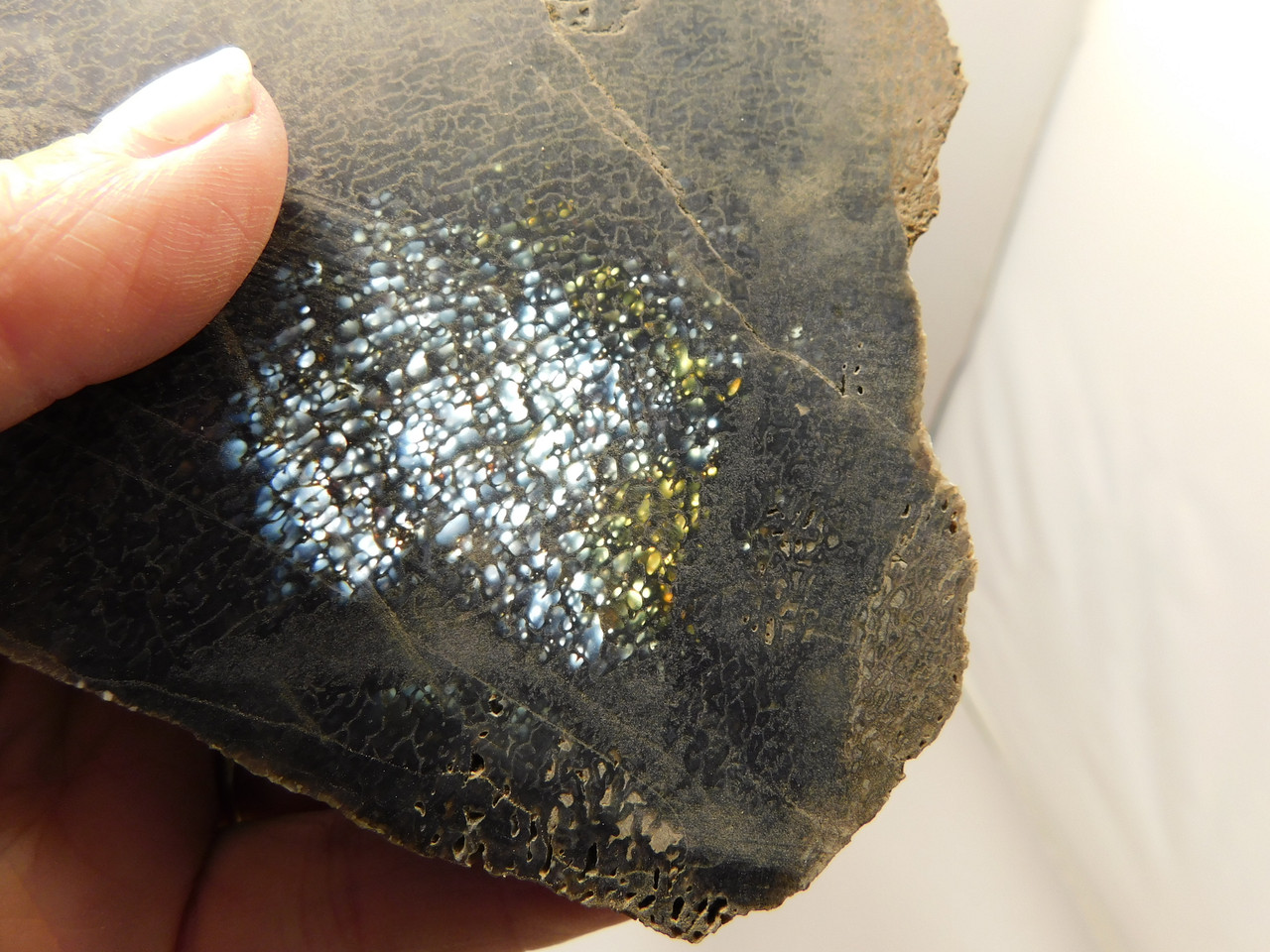 Dinosaur Bone Fossilized Unpolished Lapidary Stone Slab #O3