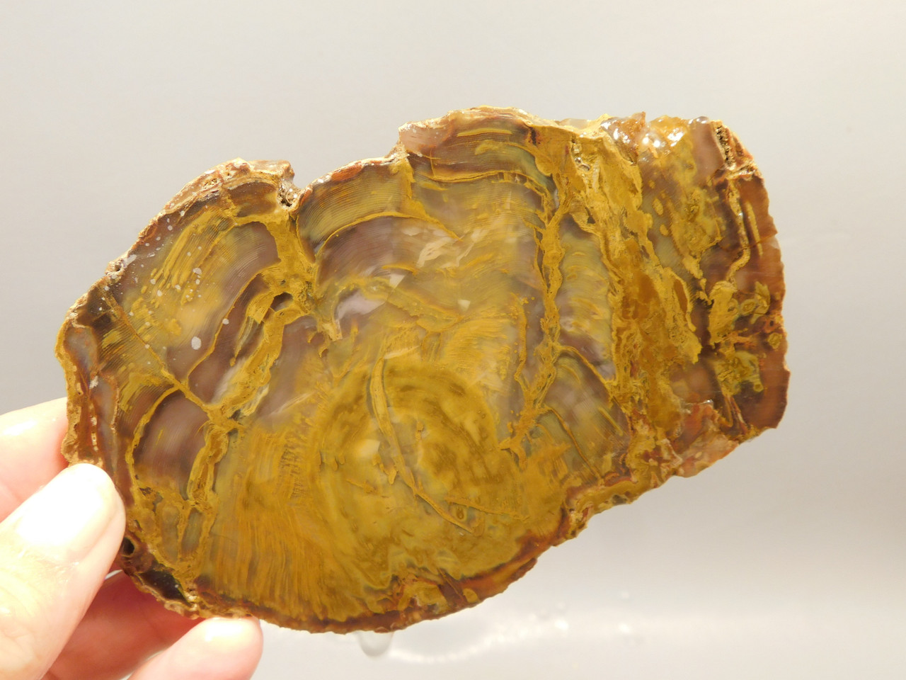 Petrified Wood Unpolished Stone Slab Grassy Mountain Oregon #O3