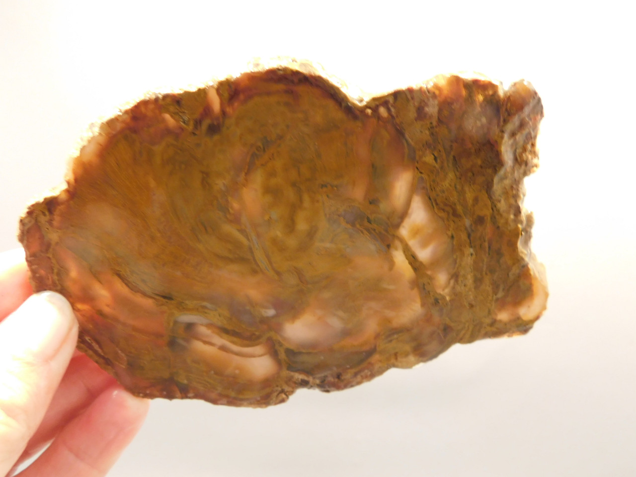 Petrified Wood Unpolished Stone Slab Grassy Mountain Oregon #O4