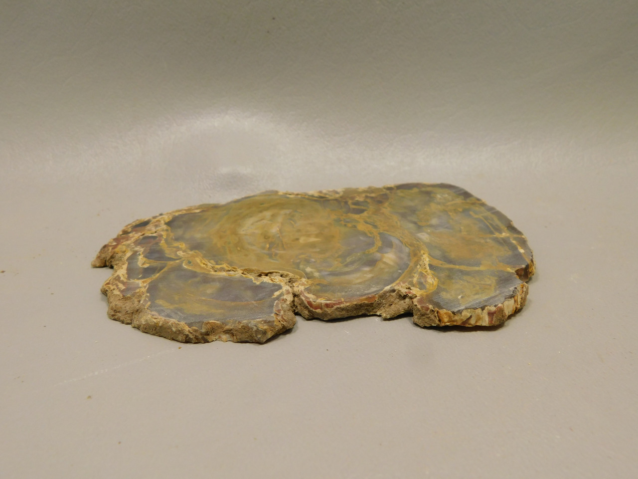 Petrified Wood Unpolished Stone Slab Grassy Mountain Oregon #O4