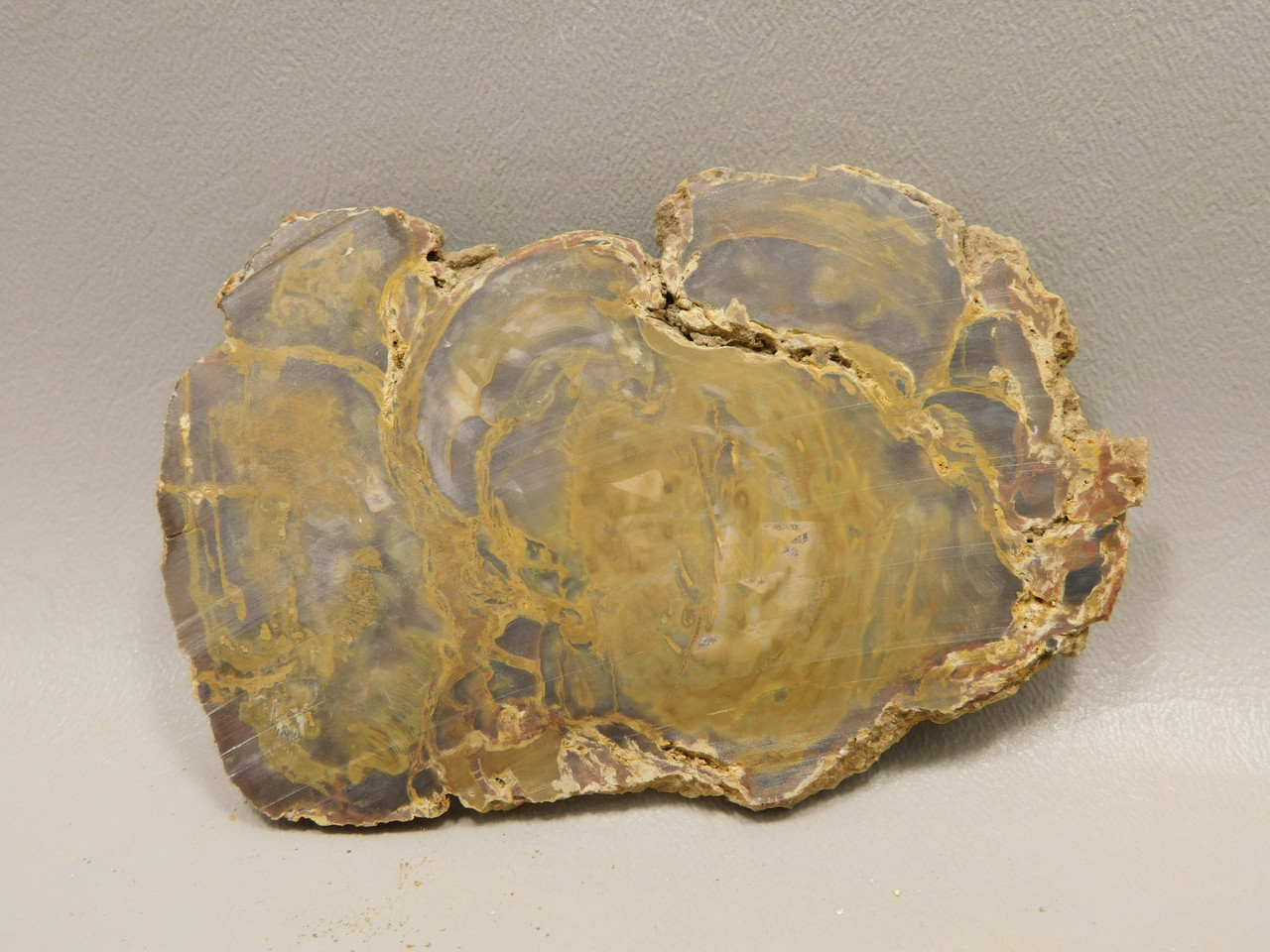 Petrified Wood Unpolished Stone Slab Grassy Mountain Oregon #O4