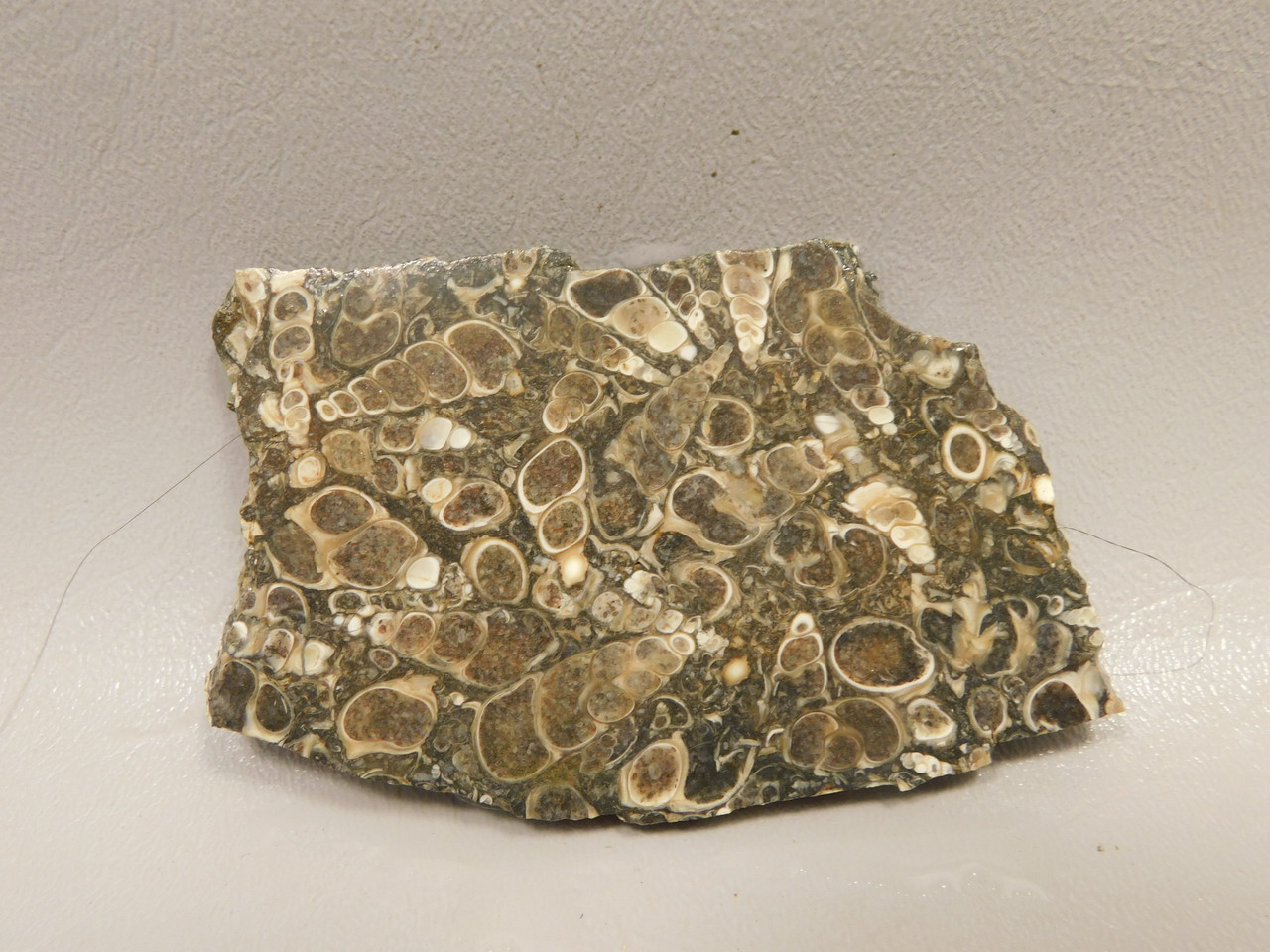 Turritella Agate Natural Shell Fossil Unpolished Stone Slab #O10