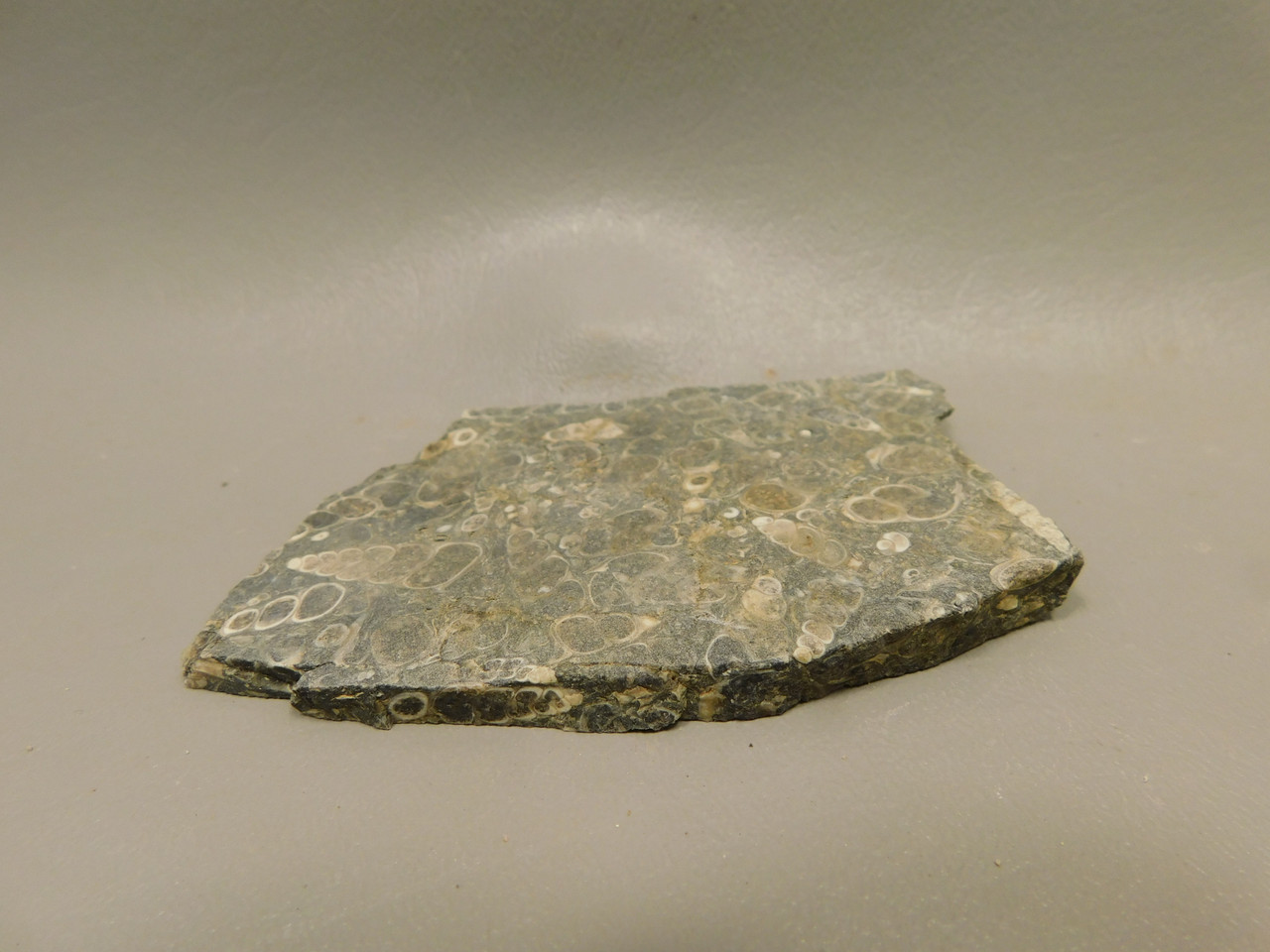 Turritella Agate Natural Shell Fossil Unpolished Stone Slab #O10