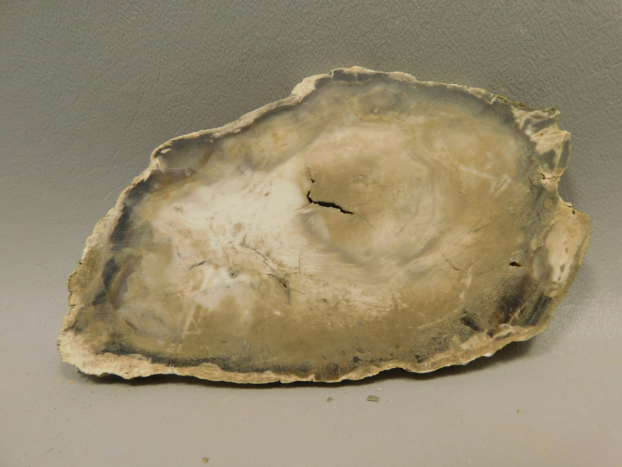 Petrified Wood Water Cypress Unpolished Stone Slab Sunnyside #O1