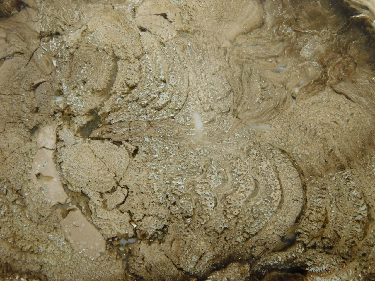 Wiggins Fork Petrified Wood Polished Round Wyoming #OWF1