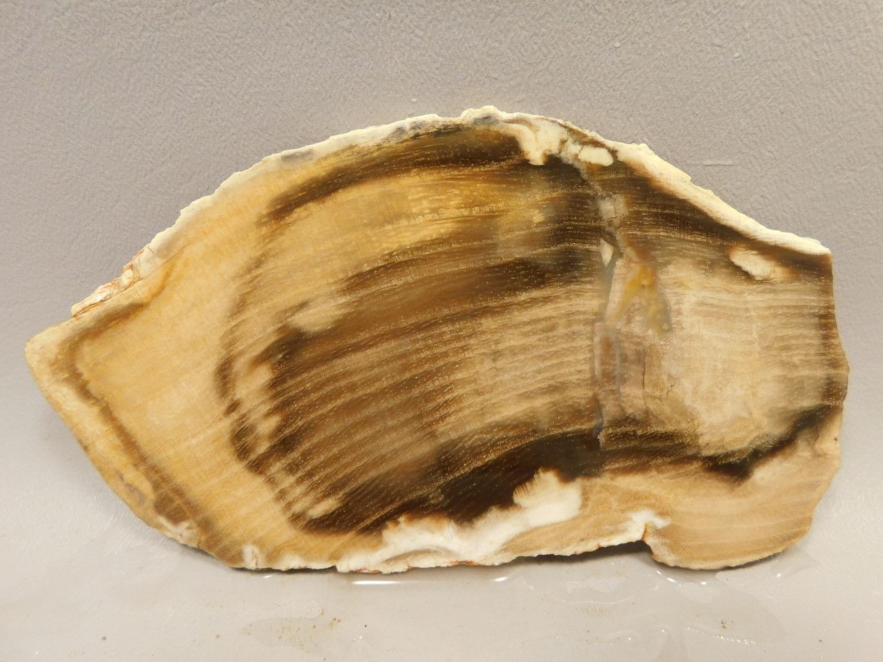 Petrified Wood Stone Slab Unpolished Rough Colorado #OC2