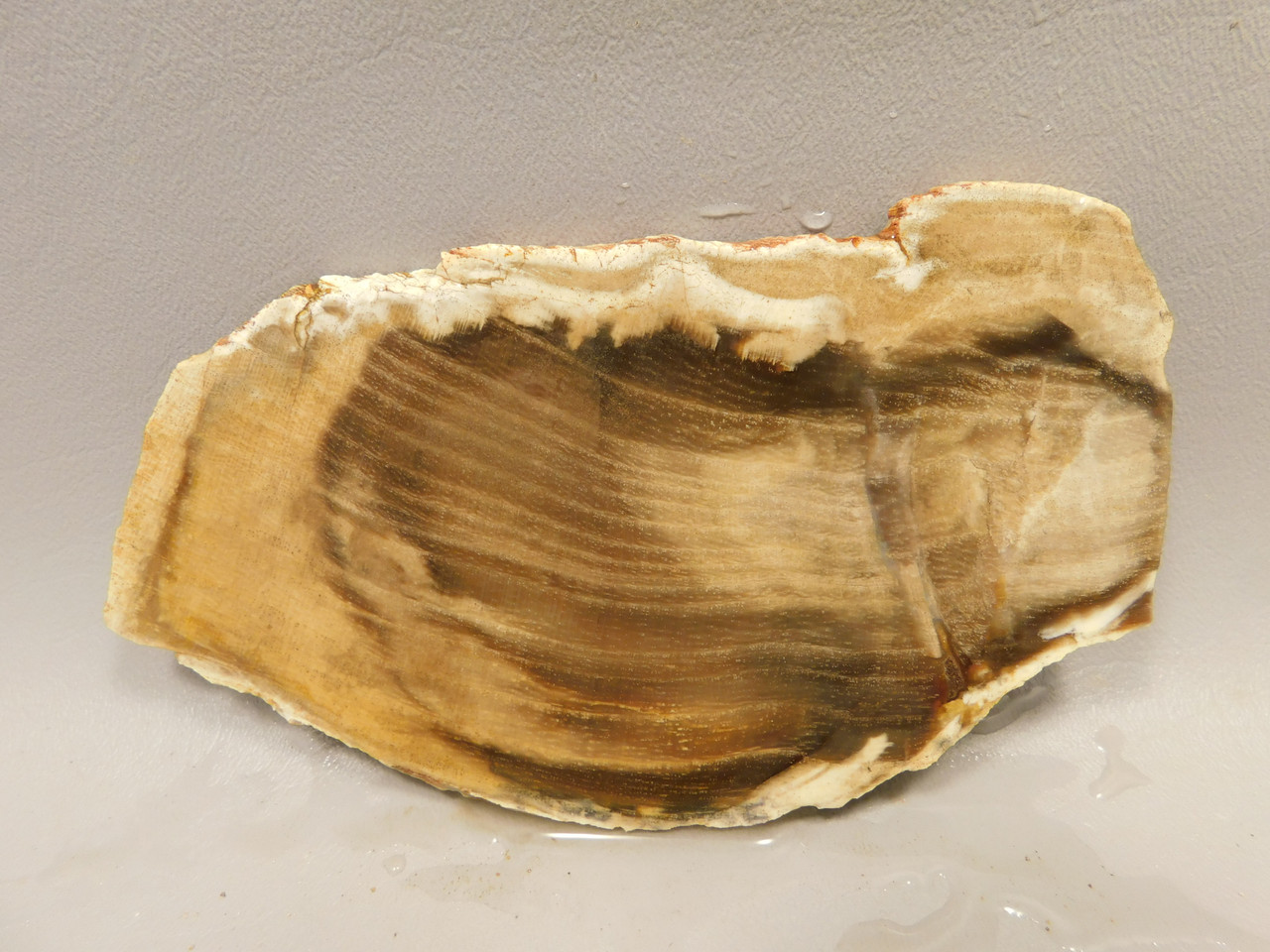 Petrified Wood Stone Slab Unpolished Rough Colorado #OC2