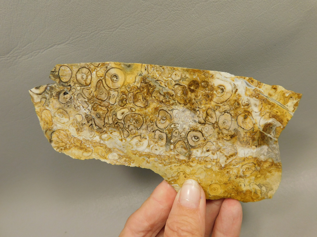 Petrified Palm Root Wood Unpolished Stone Slab Edison California#O2