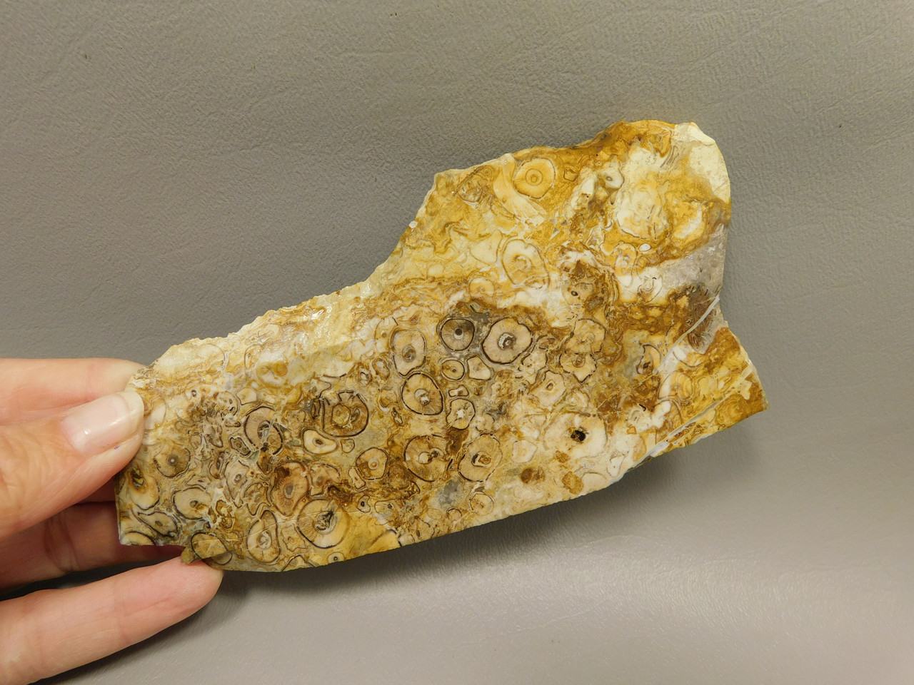 Petrified Palm Root Wood Unpolished Stone Slab Edison California#O2