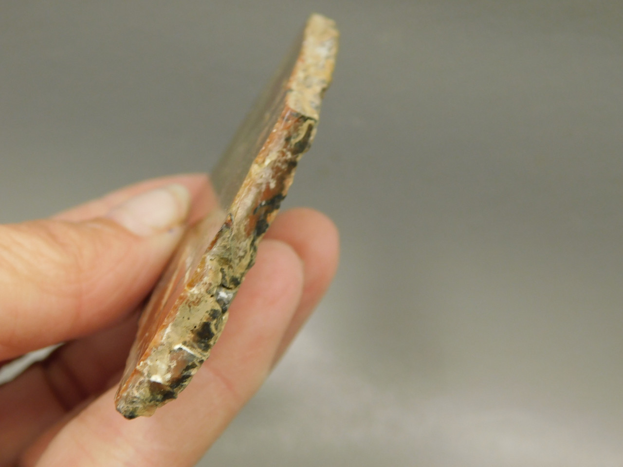 Petrified Arizona Picture Wood Araucarioxylon Polished #O13