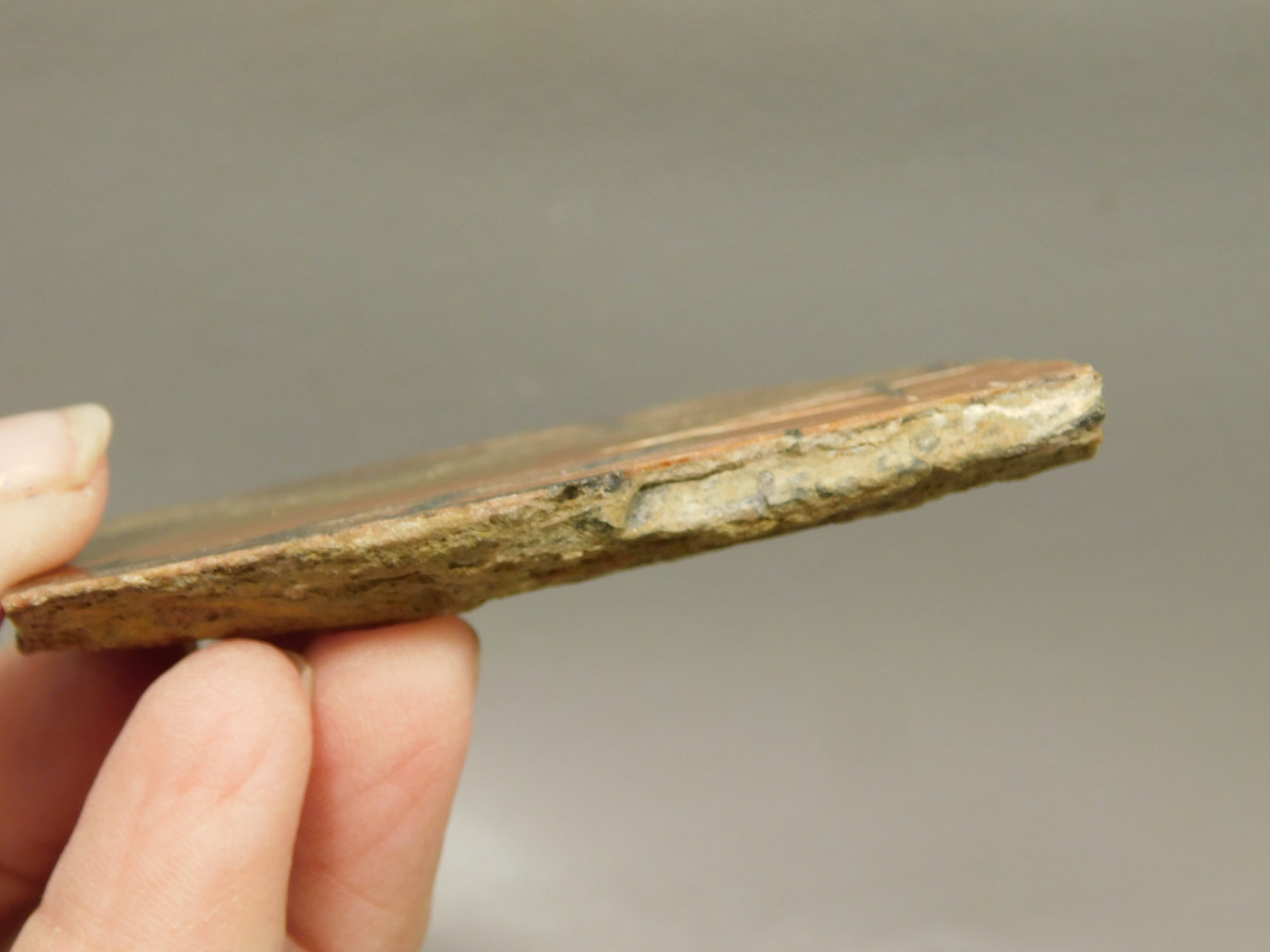 Petrified Arizona Picture Wood Araucarioxylon Polished #O13