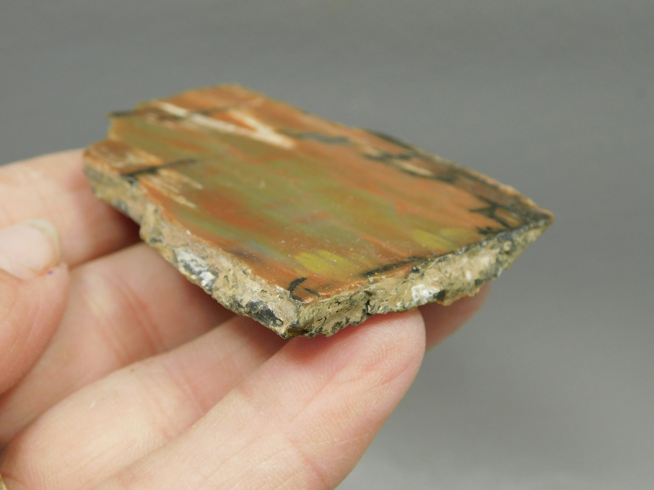 Petrified Arizona Picture Wood Araucarioxylon Polished #O13