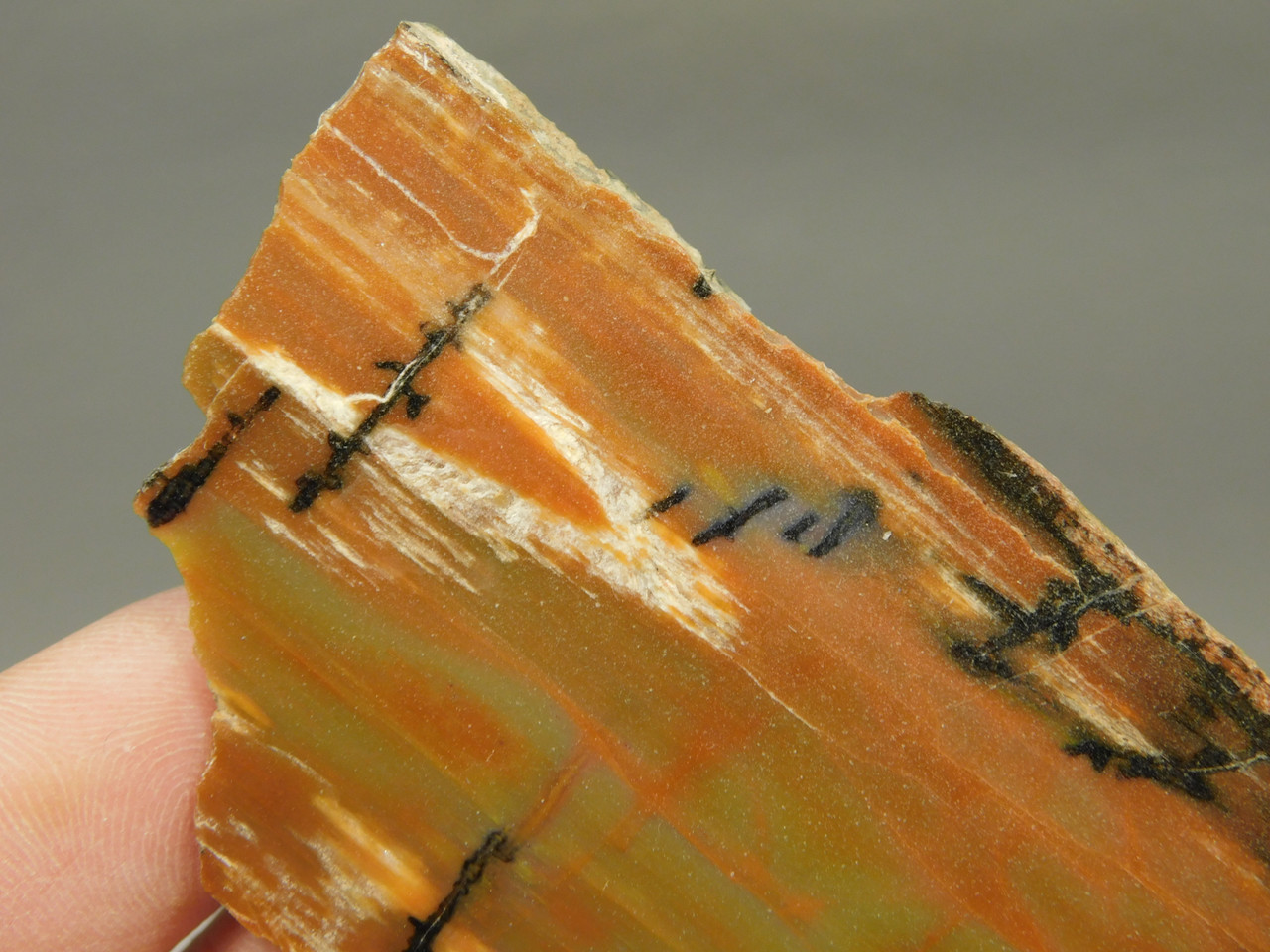 Petrified Arizona Picture Wood Araucarioxylon Polished #O13