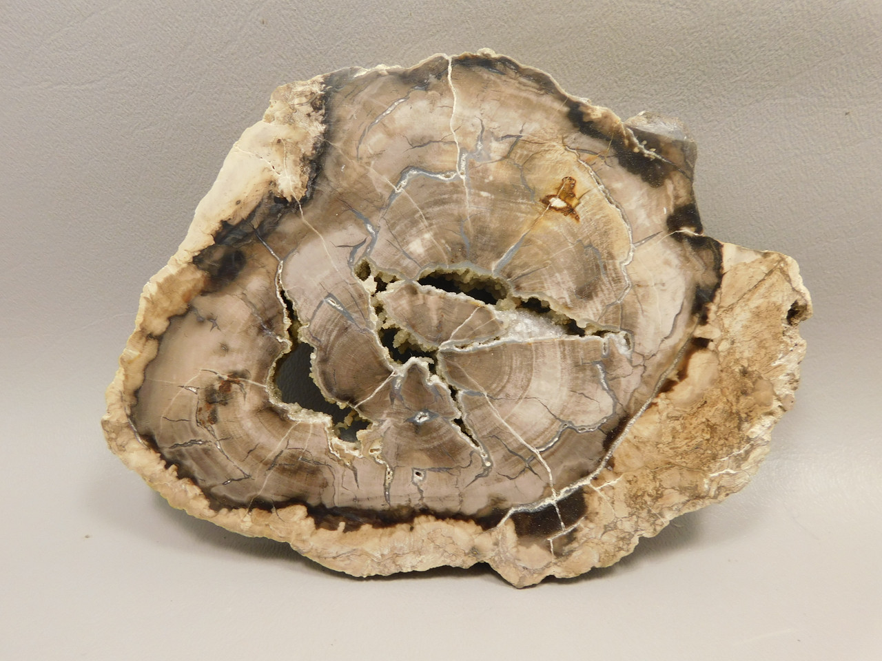 Petrified Wood Polished Rock Round Saddle Mountain Washington #O135-82