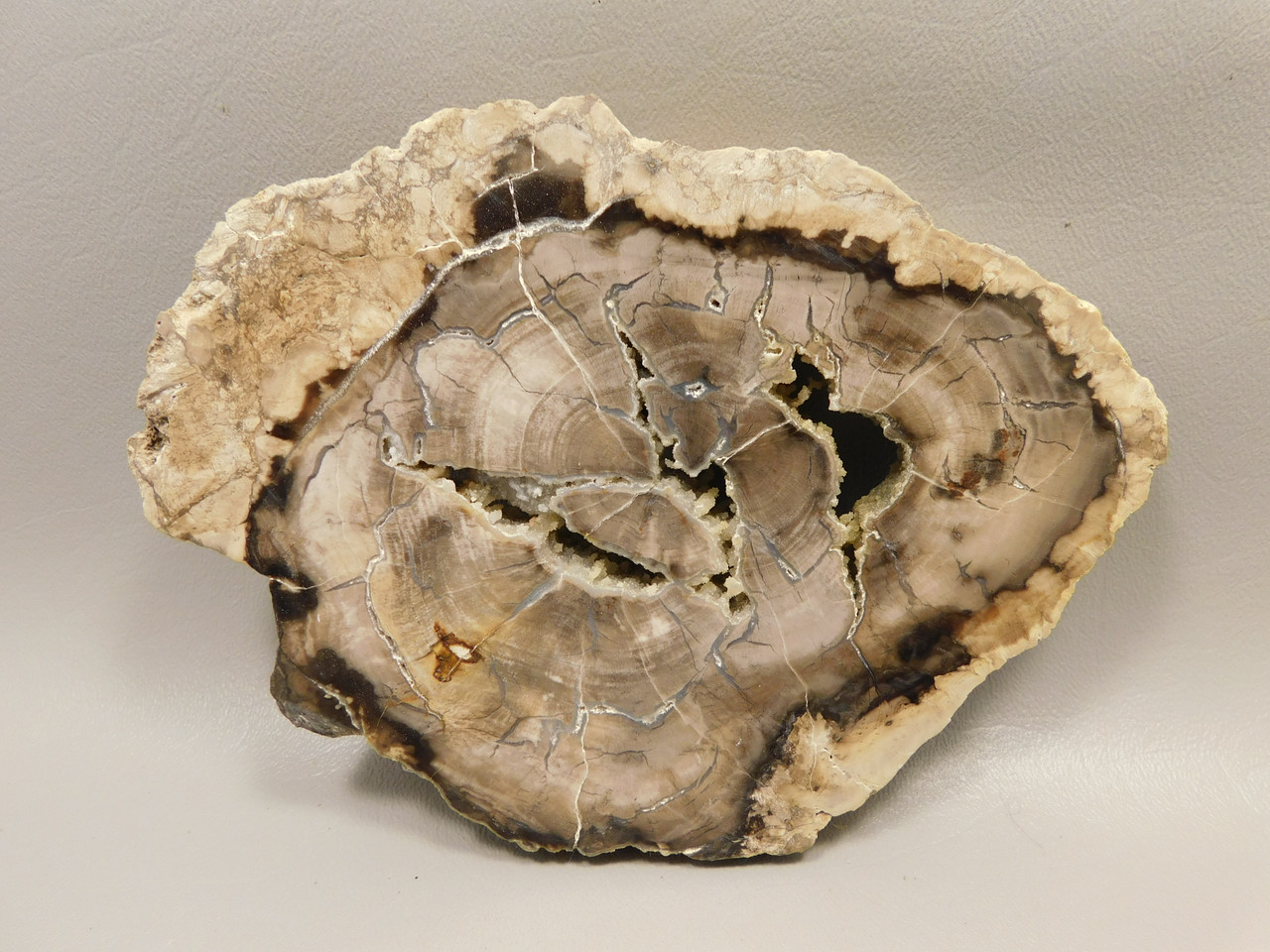 Petrified Wood Polished Rock Round Saddle Mountain Washington #O135-82