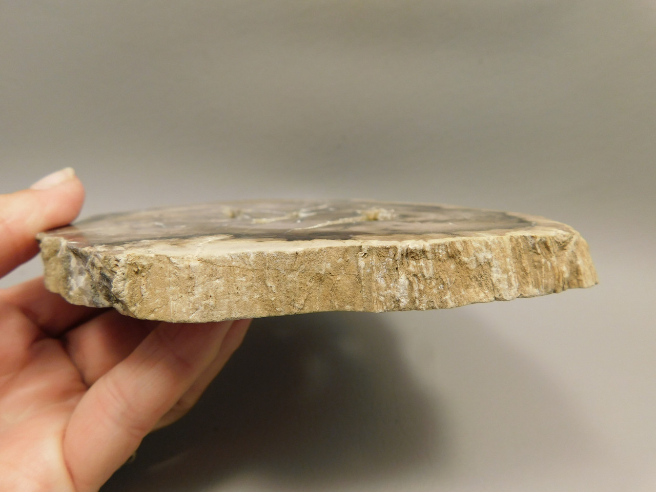 Petrified Wood Polished Rock Round Saddle Mountain Washington #O135-82