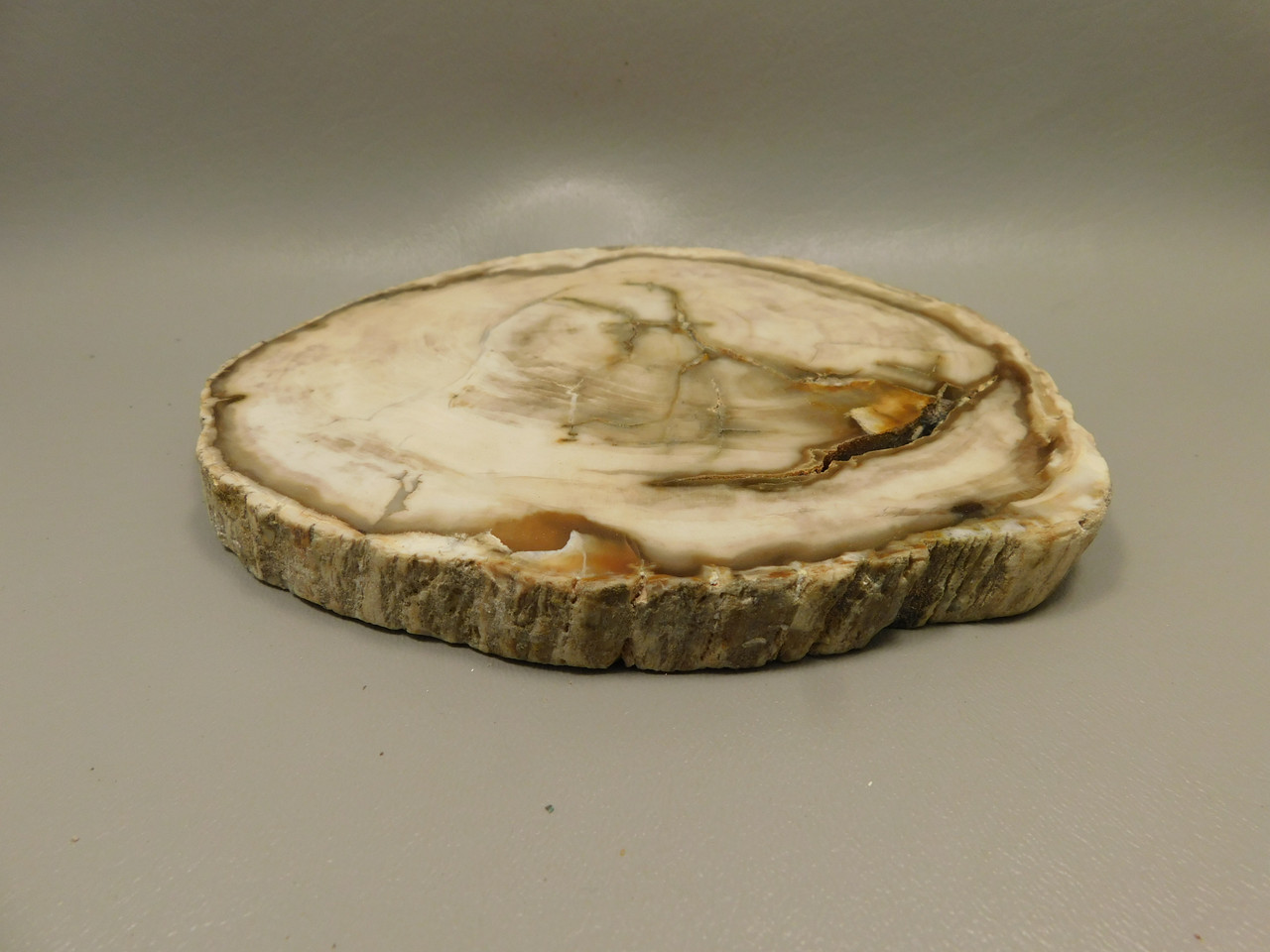 Petrified Wood Polished Round Yakima Canyon, WA #O134-64
