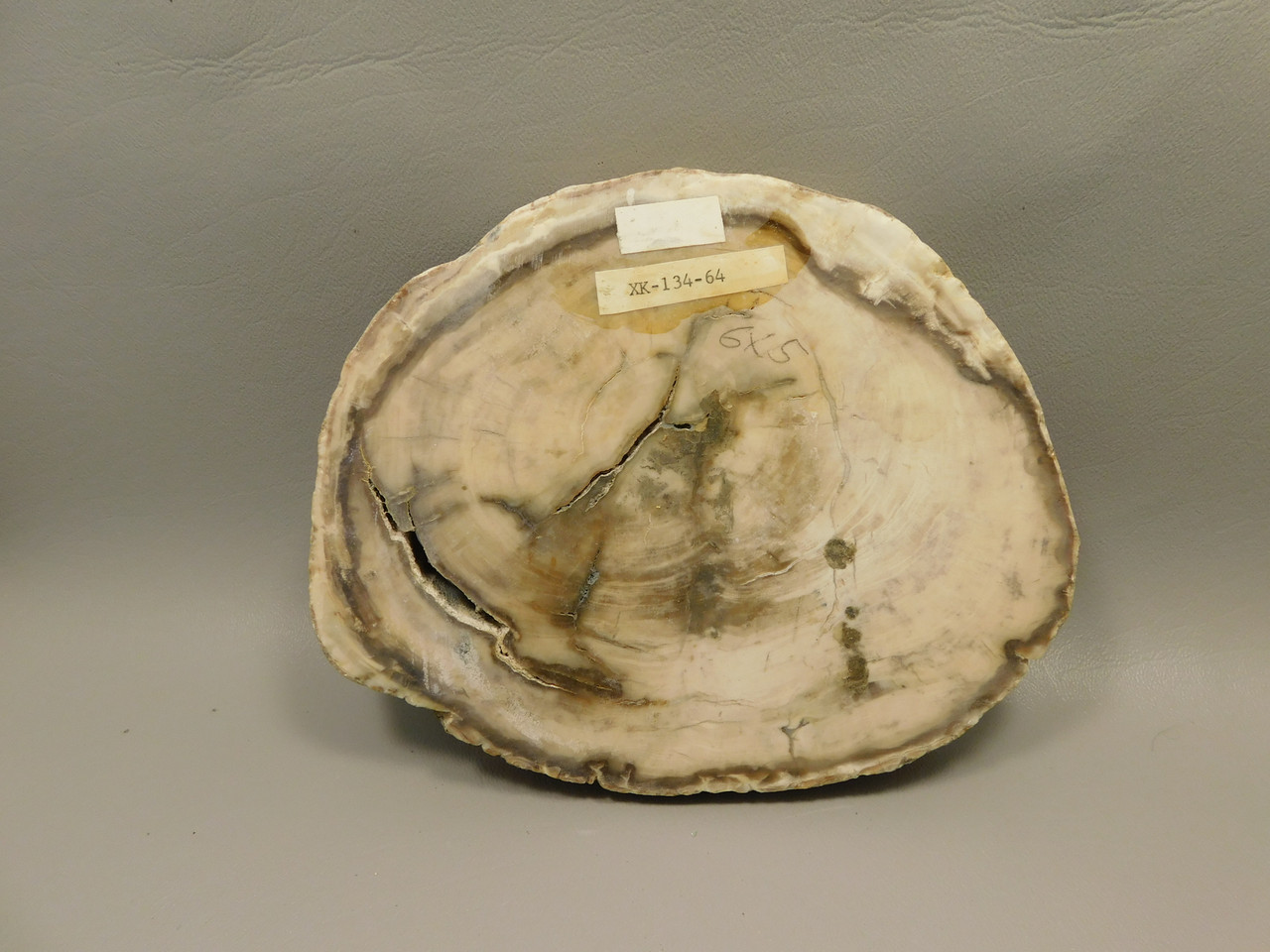 Petrified Wood Polished Round Yakima Canyon, WA #O134-64