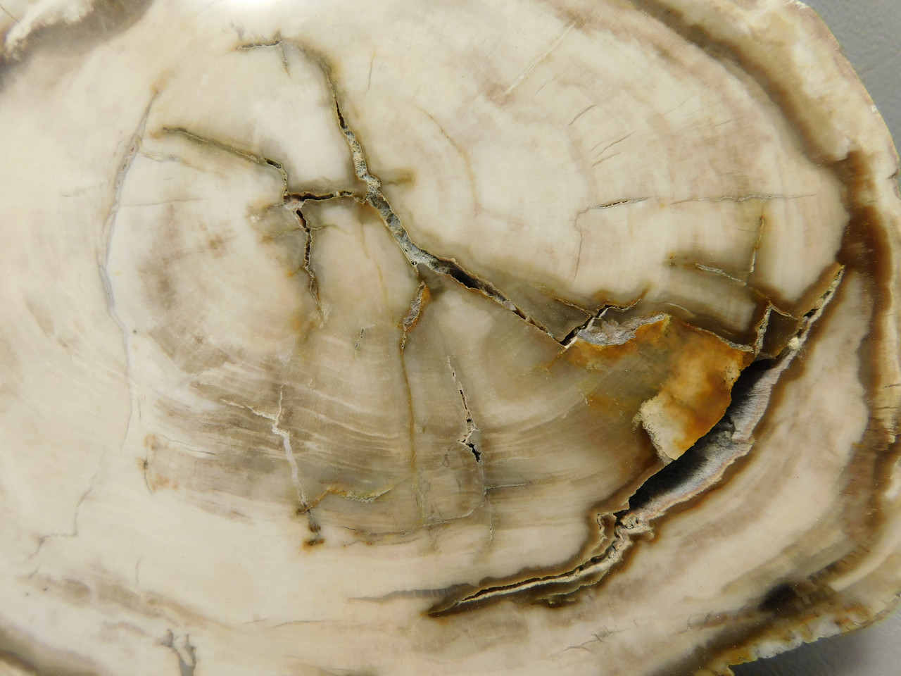 Petrified Wood Polished Round Yakima Canyon, WA #O134-64